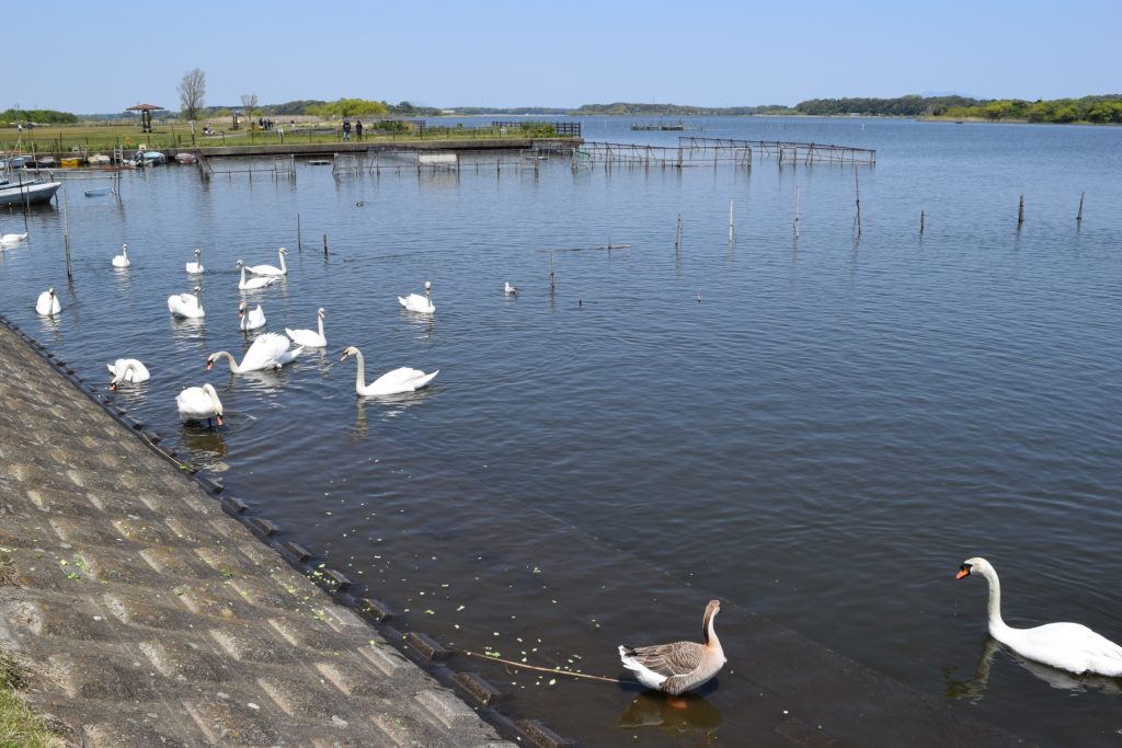 牛久沼（うしくぬま）茨城県龍ケ崎市の様子