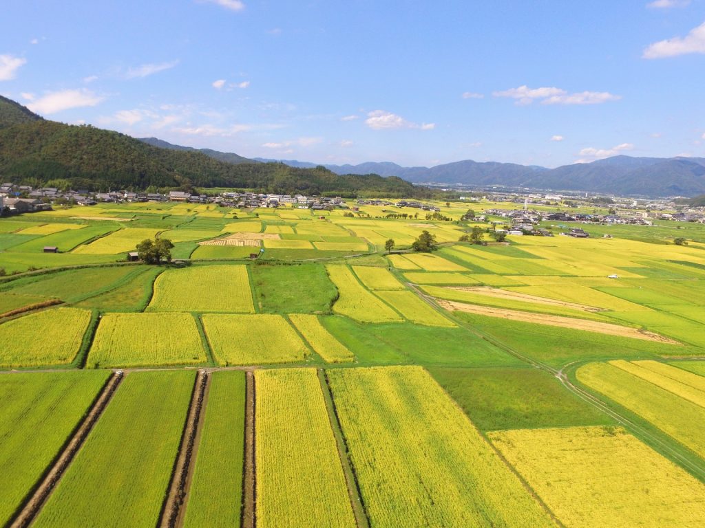 【ドローン空撮　京都　亀岡市　色ずく田園風景】秋イメージ　の様子