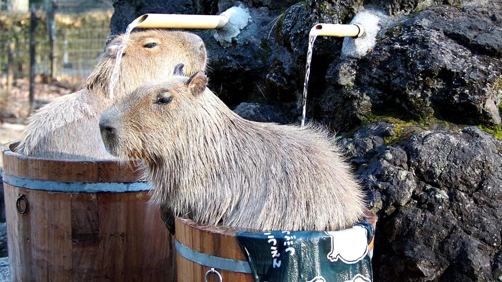 カピバラ温泉の様子