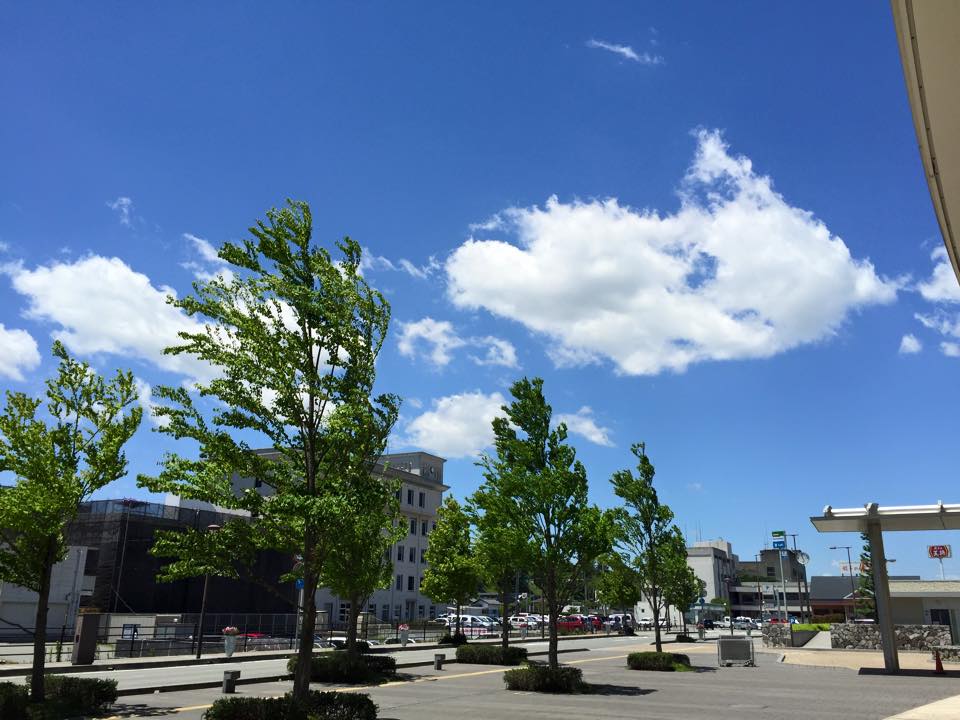 風になびく木々の様子