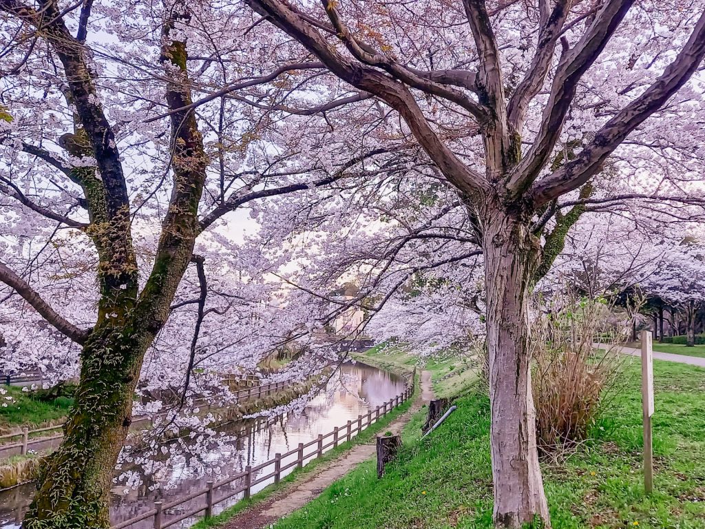 桜