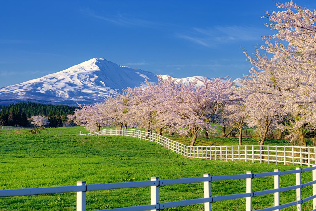 鳥海山と桜