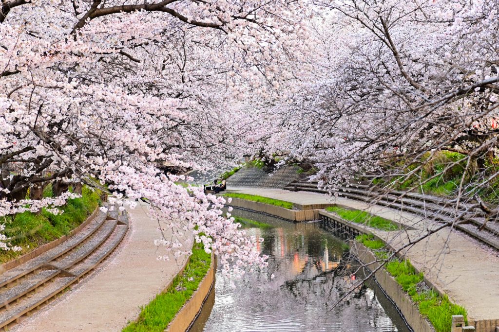 吹上に元荒川の桜並木2の様子