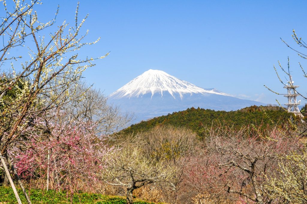 梅の花と富士山の様子