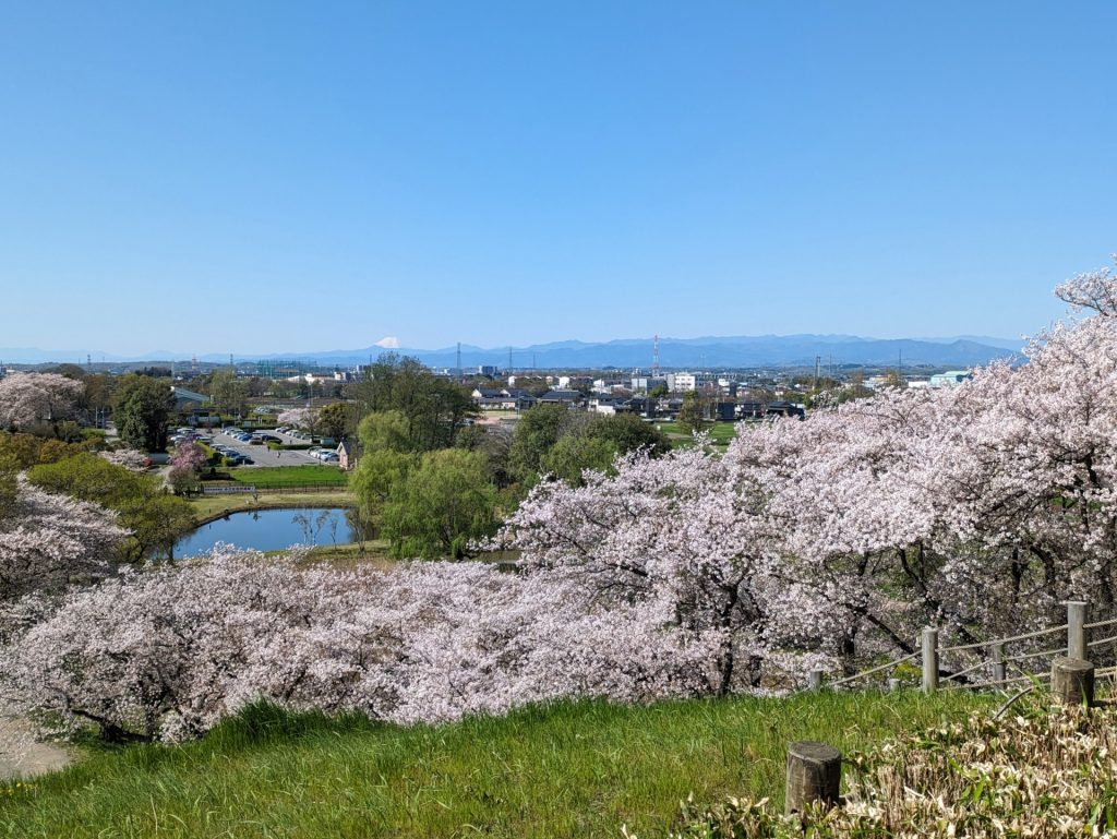 桜