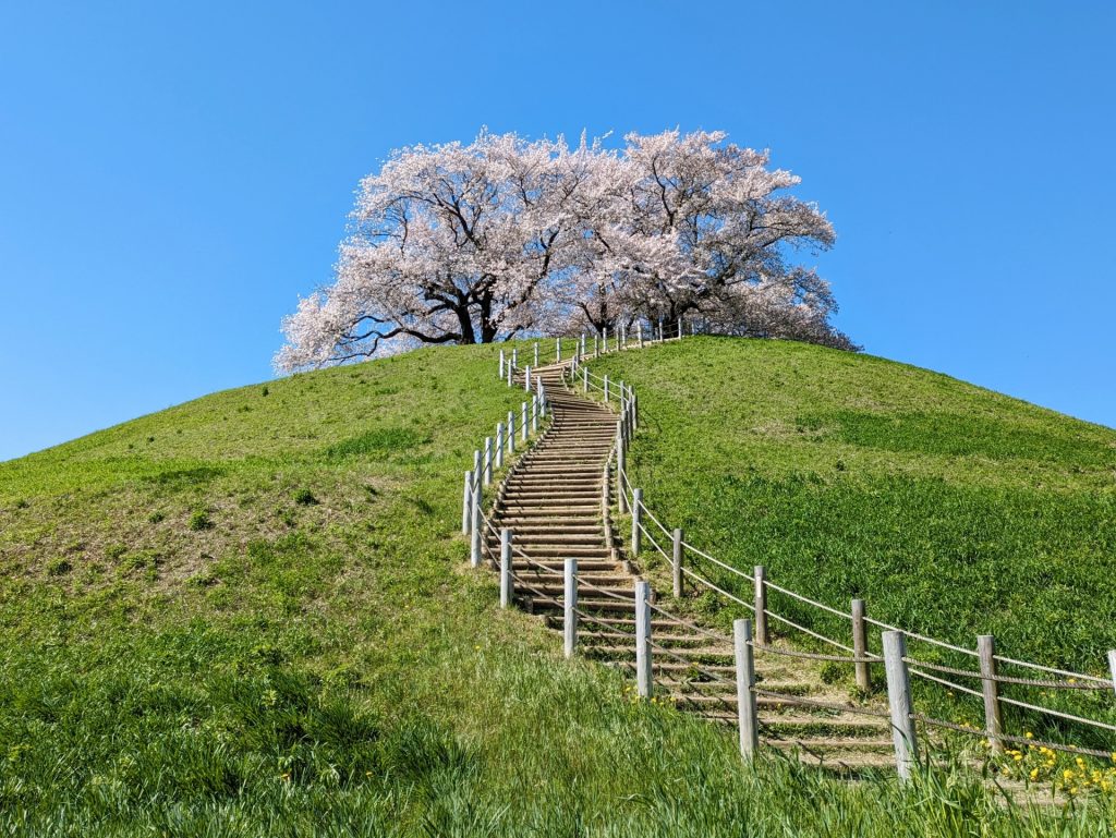 桜