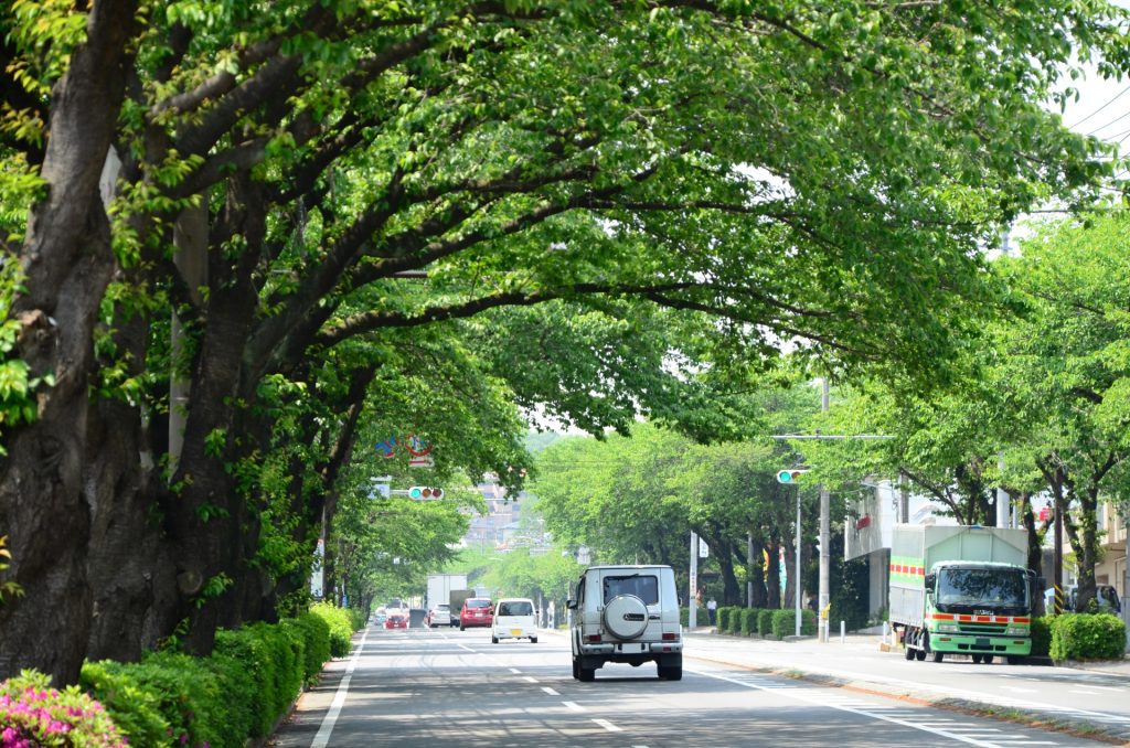 十日市場の桜並木の様子