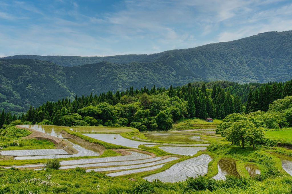 別宮の棚田（兵庫県養父市）の様子