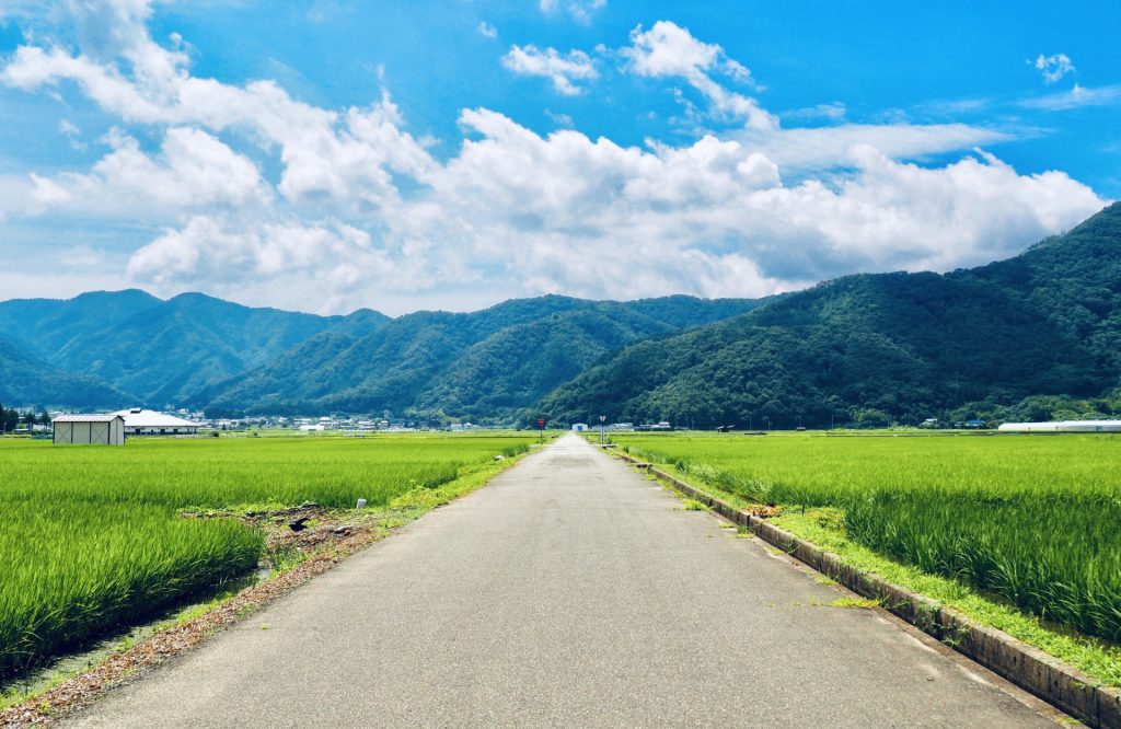 夏の田舎道の様子