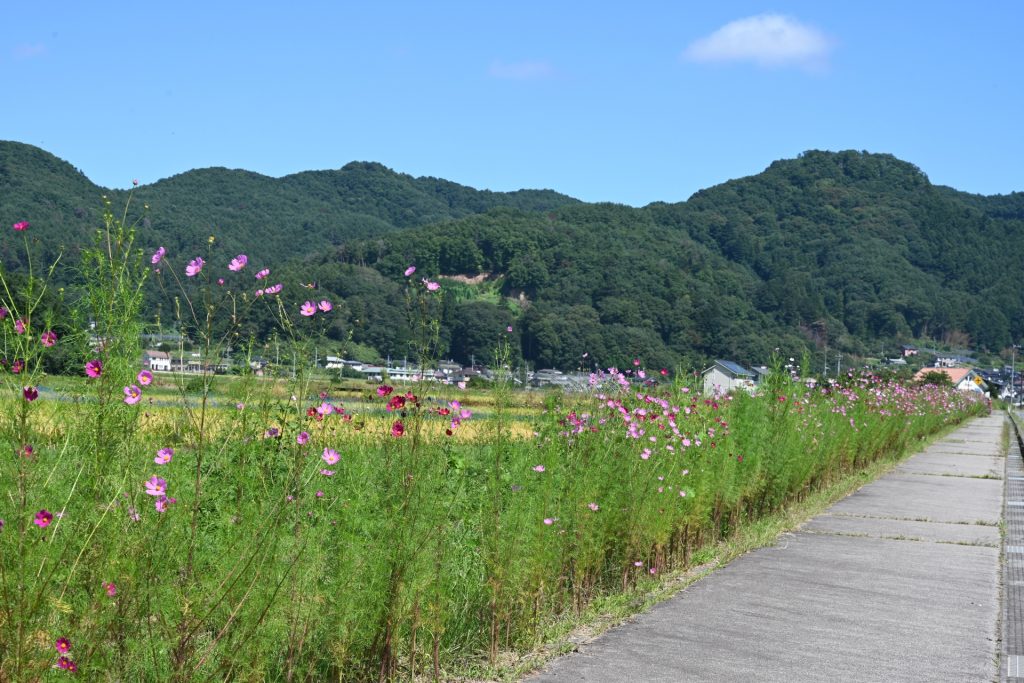 長野県佐久市にあるコスモス街道の様子