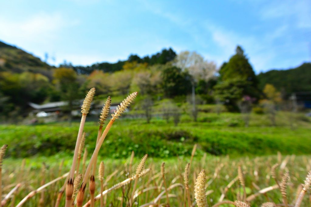 つくし