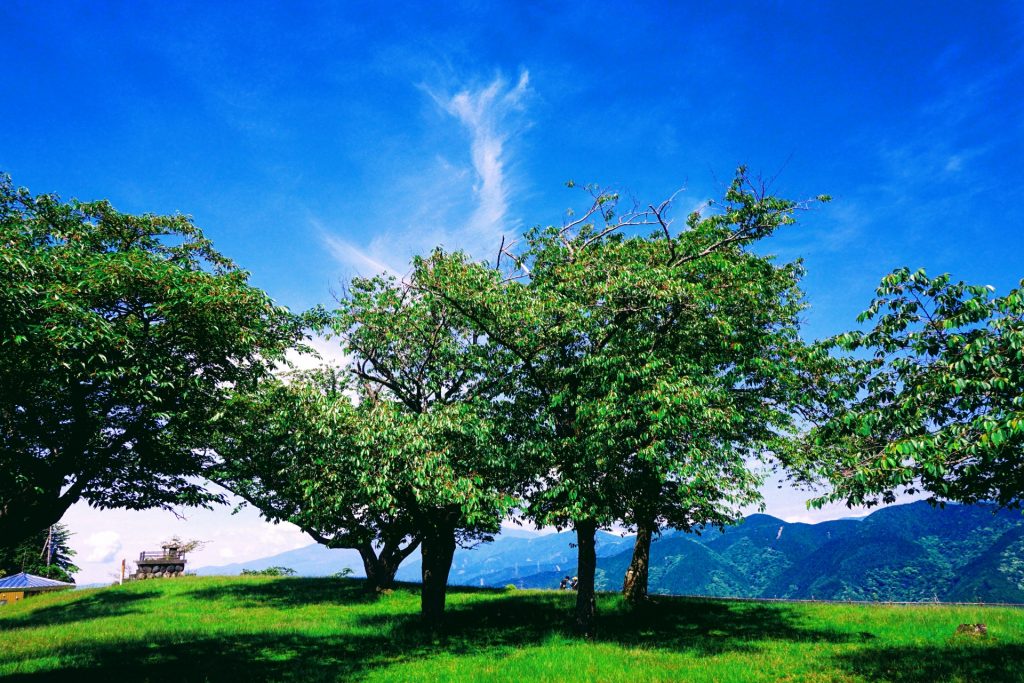 大野山山頂の桜の木の様子