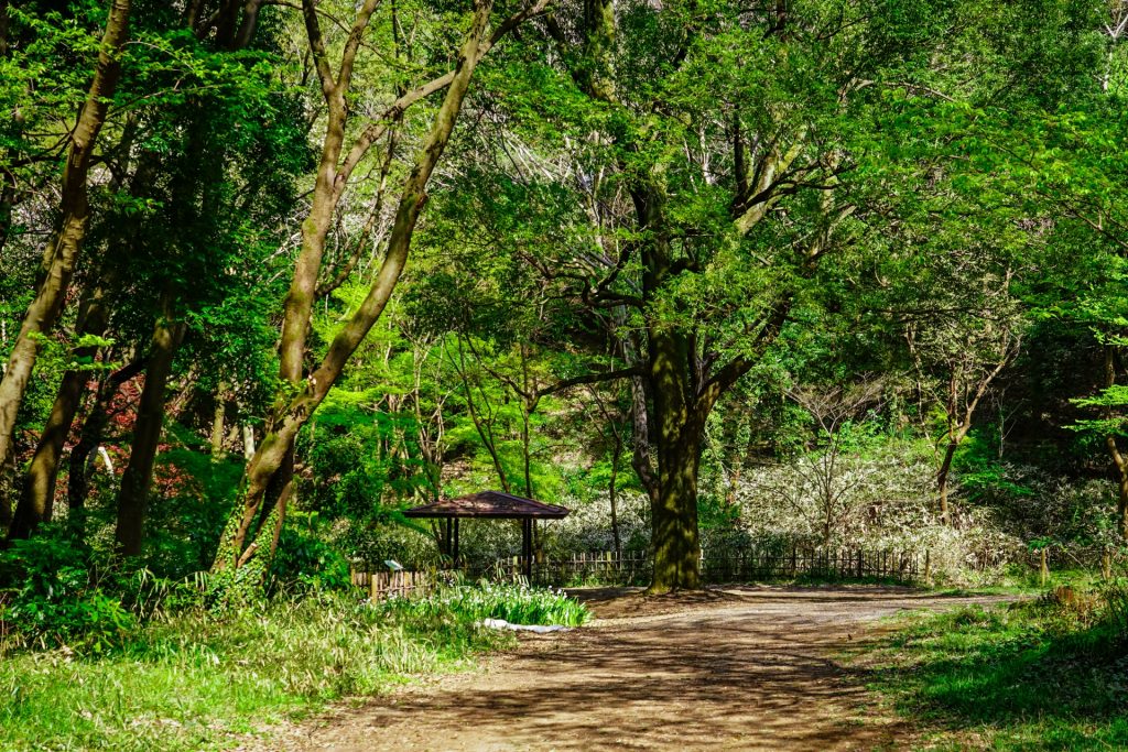 神奈川県立四季の森公園の様子