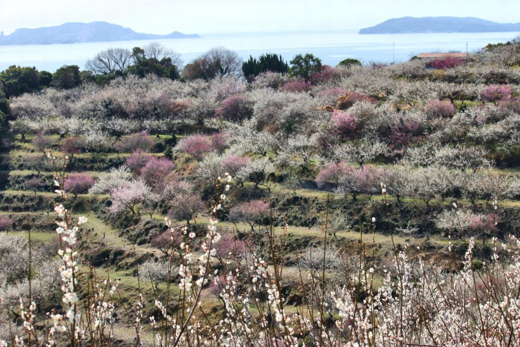 海が見える梅林の様子