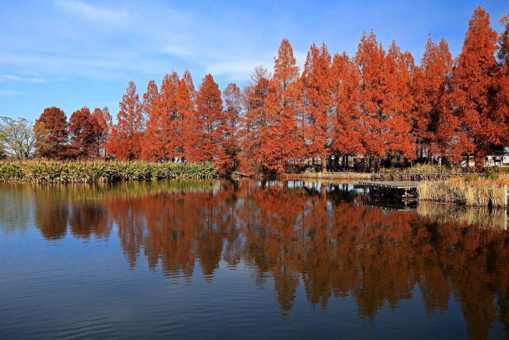 紅葉したメタセコイヤ