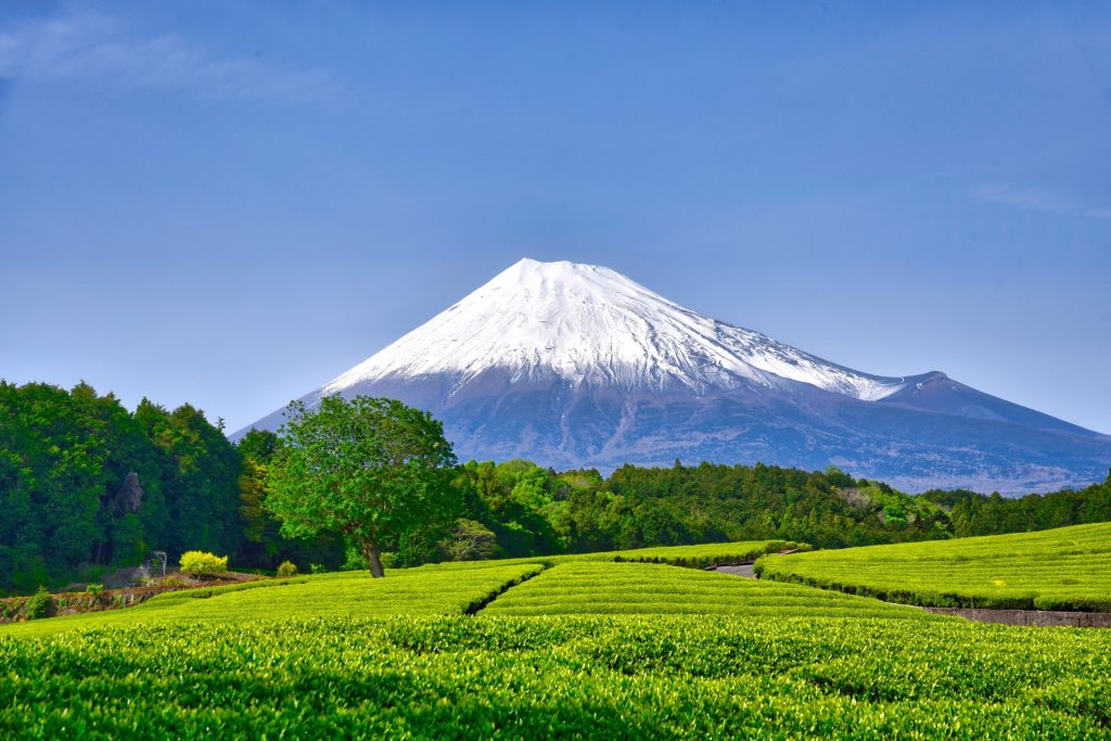 お茶畑と富士山05の様子